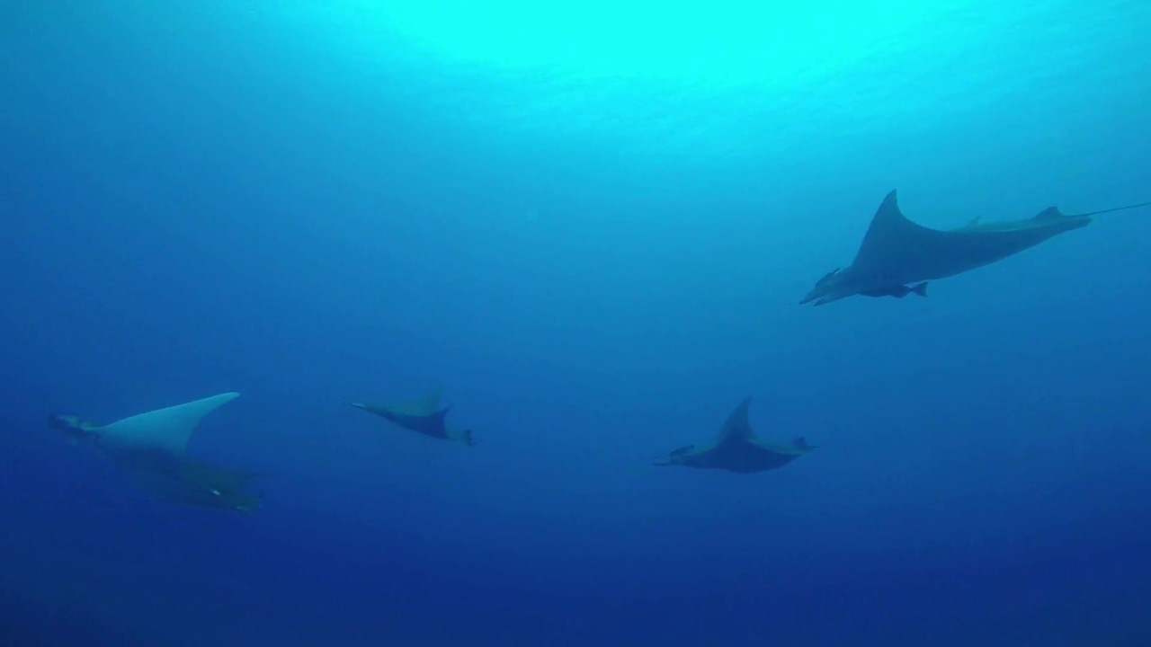 Diving Princess Alice Bank