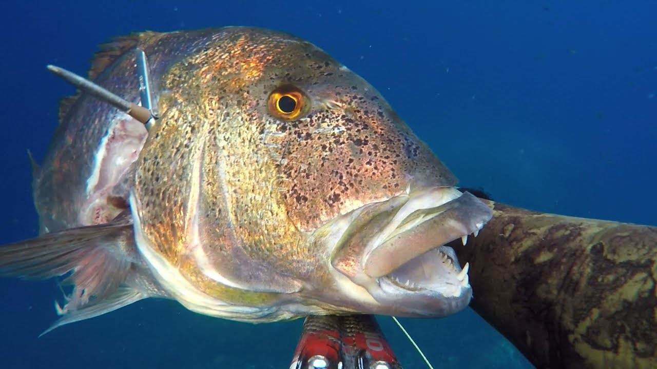 chasse sous marine dentis XXL dans le VAR.