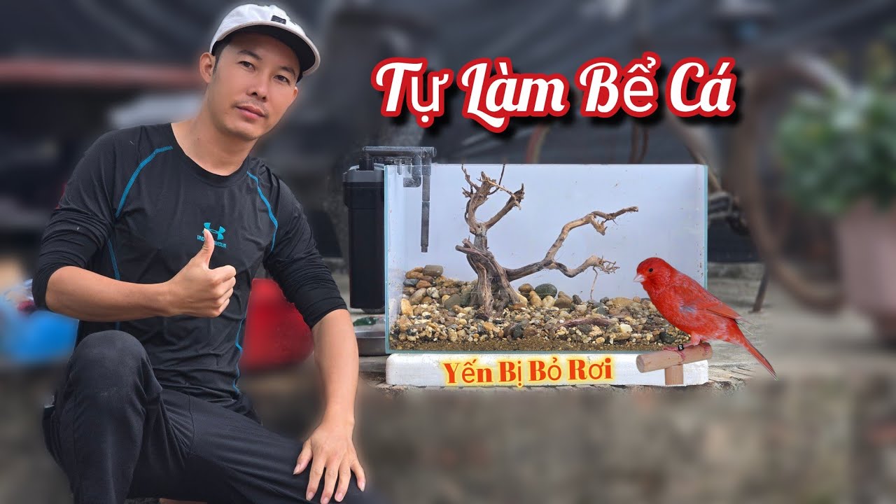Tự Làm Chiếc Bể Thủy Sinh Và Nuôi Con Yến Mới Nở Bị Vứt Bỏ / HIỆP CUỘI TV