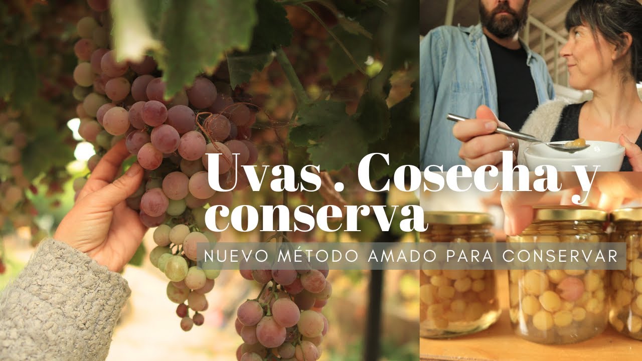 🍇 UVAS en la Huerta 💚 Cosecha y Conserva | DATAZO para conservar en d&iacute;as nublados!
