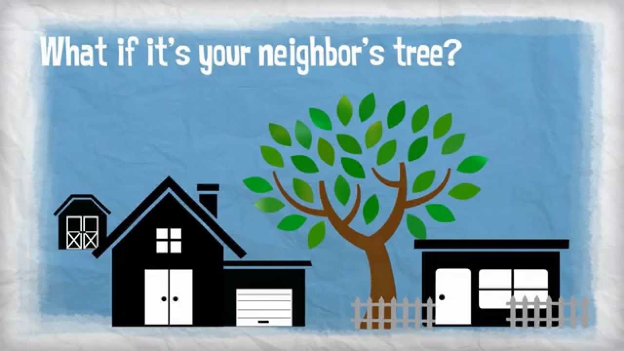Insurance 101 - Tree Damage