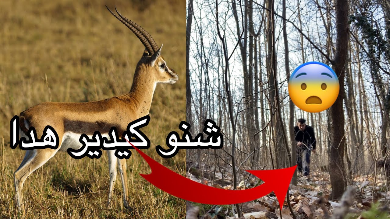 مشيت نجري صدقت كنصيد الغزال فأماكن خطيرة