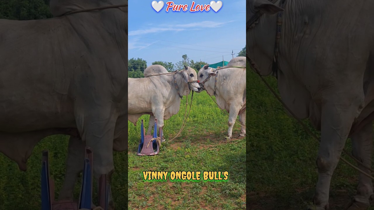 🤍 PURE LOVE 🤍 THE AFFECTION BETWEEN TWO BULL'S...THEY BONDING ARE VERY PERCIOUS...❤️&zwj;🔥❤️&zwj;🔥