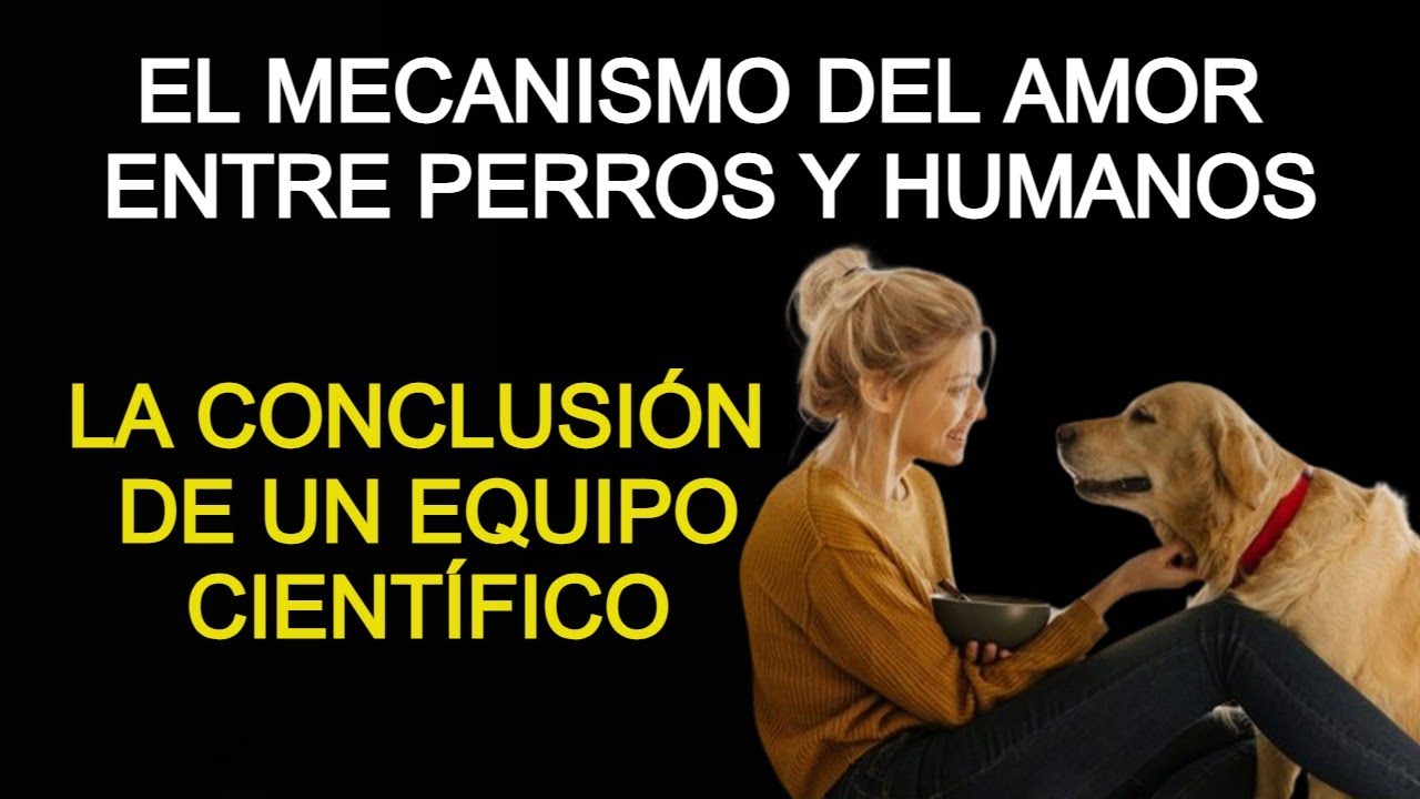 YA SABEMOS POR QUÉ EL AMOR, ENTRE PERROS Y HUMANOS CIENTÍFICAMENTE PROBADO