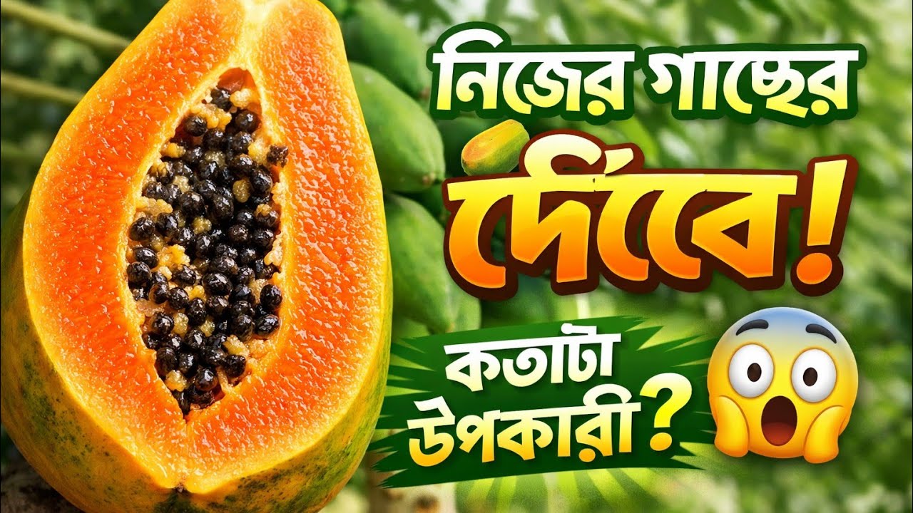 আমাদের গাছে পাকা পেঁপে কি উপকারী? | Papaya Health Benefits | 