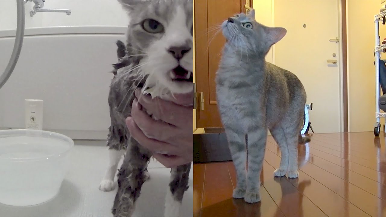 猫っ風呂（2015・秋） - Cat Shampoo -