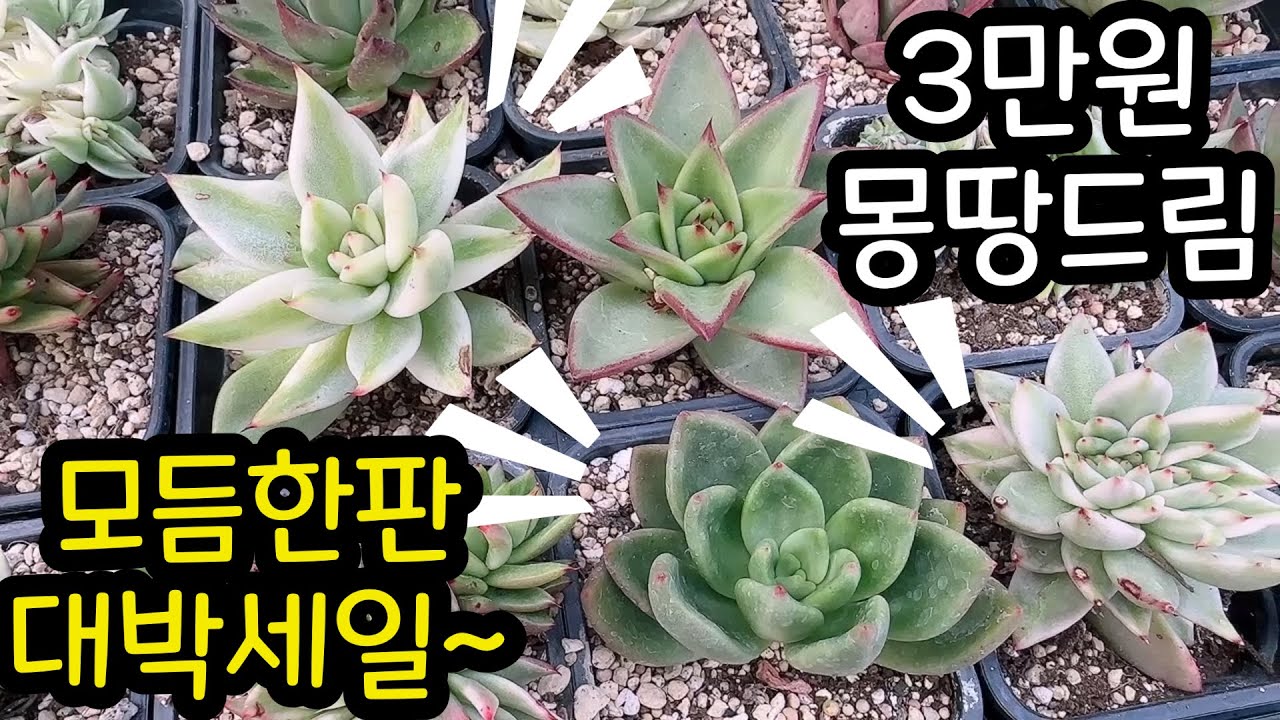 (3월6일)대박대박 세일중~ 한판 3만원!! 다~~드립니다 #이브다육 #특가행사 #세일 #한판다육이
