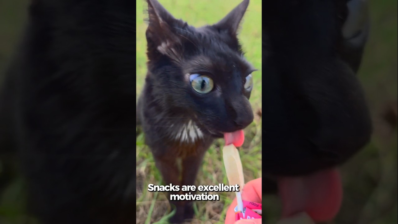 Snacks are excellent motivation #cat #cerebellarhypoplasia #elviswestley #physicaltherapy #asmr