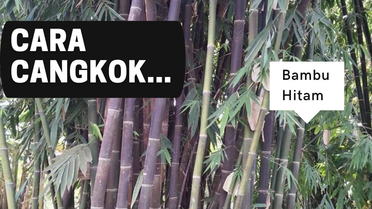 budidaya bambu hitam: cara cangkok bambu, bukan pohon bambu terbesar di dunia