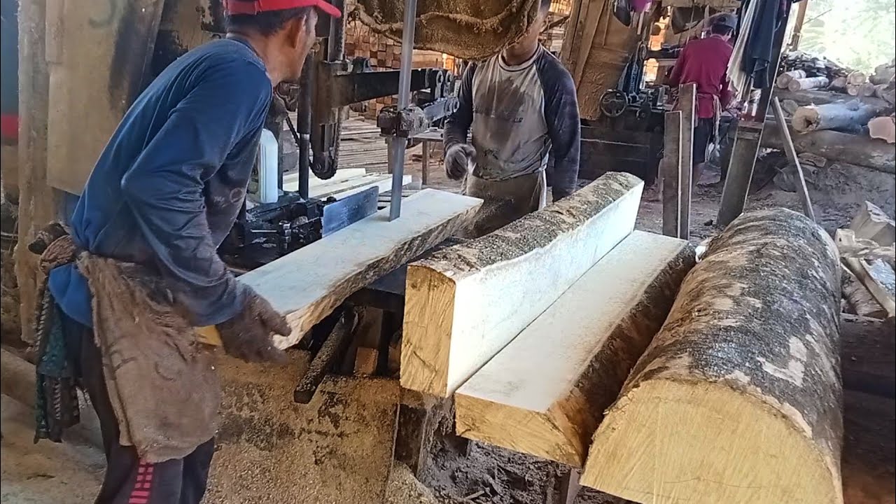 Menggergaji kayu Pulai dan kayu akasia