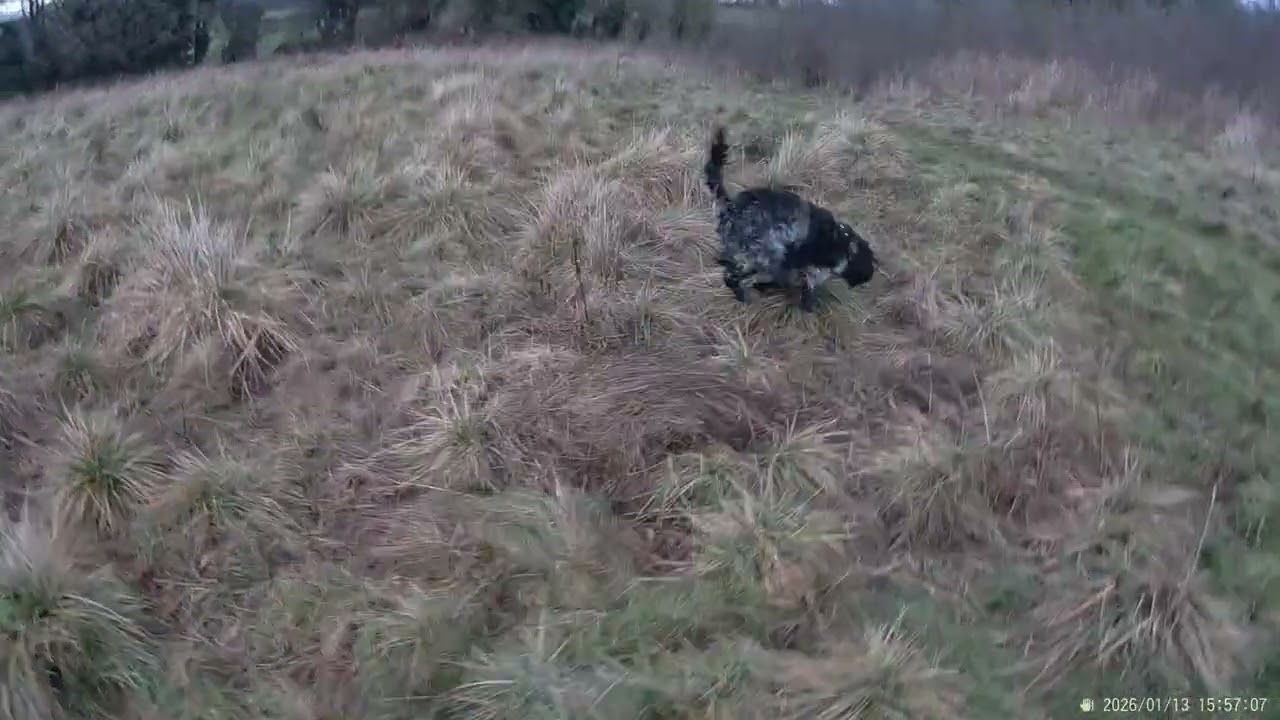 Walkies 13-1-26