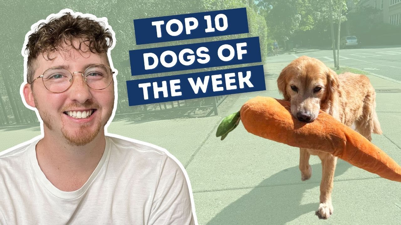 He Brings It On Every Walk! | Top 10 Dogs of the Week!