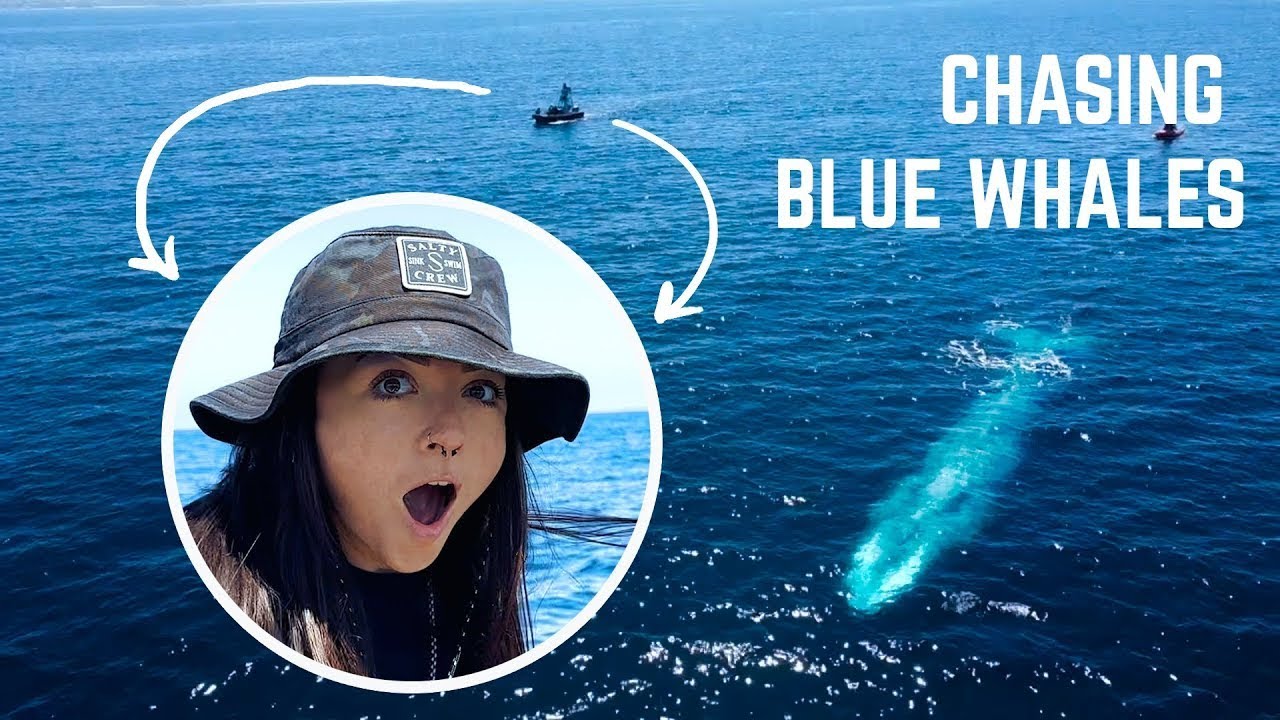 searching for the biggest animal to ever exist | Lindsay Nikole
