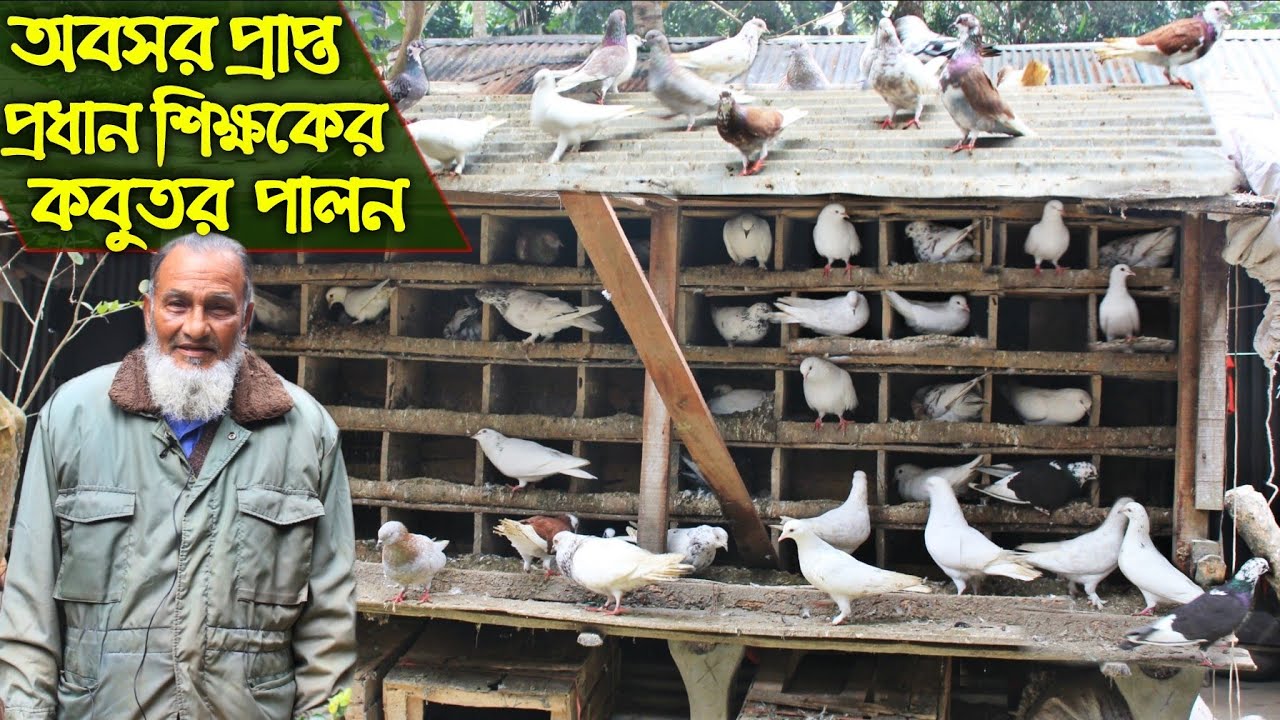 #27 অবসরপ্রাপ্ত প্রধান শিক্ষকের মুক্তচারন পদ্ধিতে কবুতর পালন । গ্রামে দেশি কবুতরের খামার।