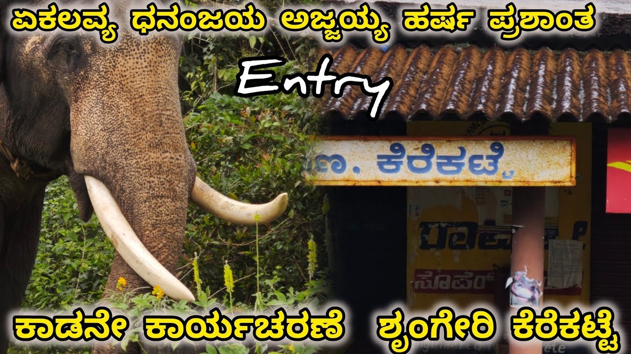 ಪಶ್ಚಿಮಘಟ್ಟದ ಕಾಡಾನೆ ಆಪರೇಷನ್ – ನಿಜವಾದ ಅರಣ್ಯ ಸಾಹಸ!” ನಮ್ಮ ಗಜಪಡೆಗೆ ಸವಾಲು 💥