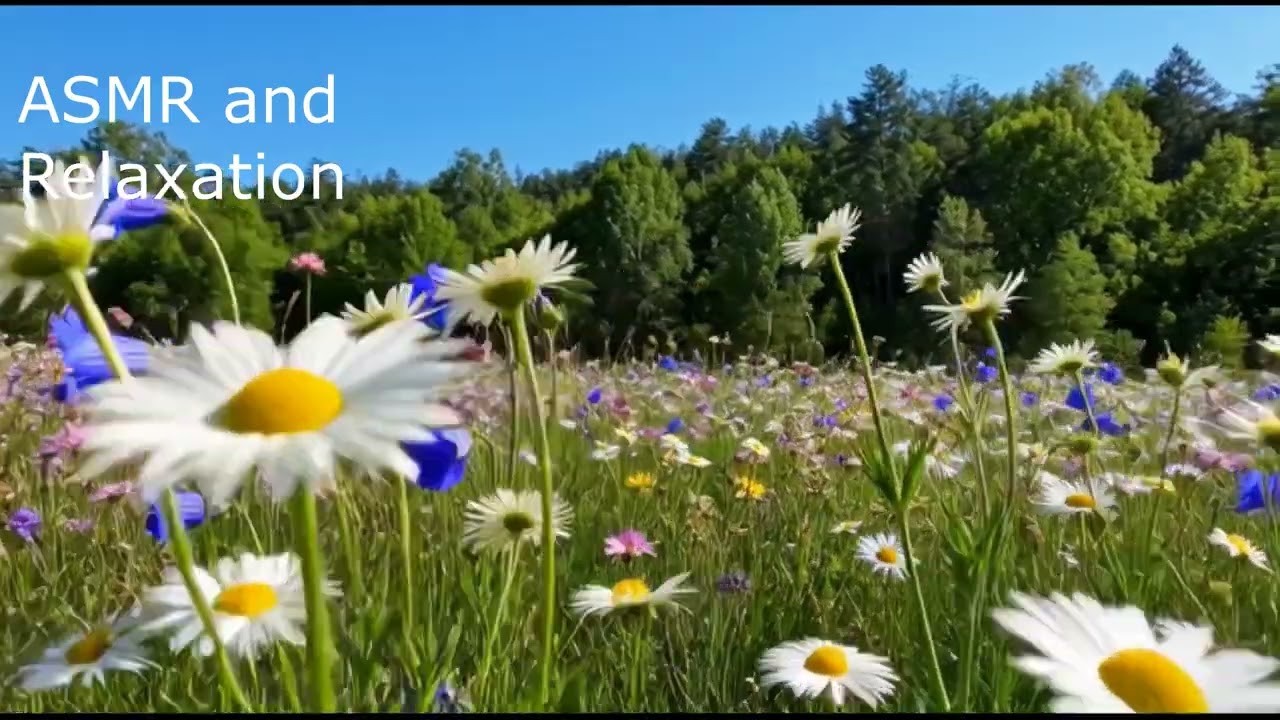 Lying in a Field of Flowers | Calming Nature Sounds for Stress Relief & Bedtime 🍃