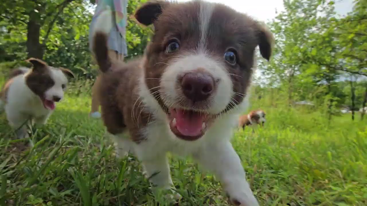 🐾The Desert Sunset Litter | Border Collie Puppies Adventure Walk | Exploring the Great Outdoors!🌳🐶