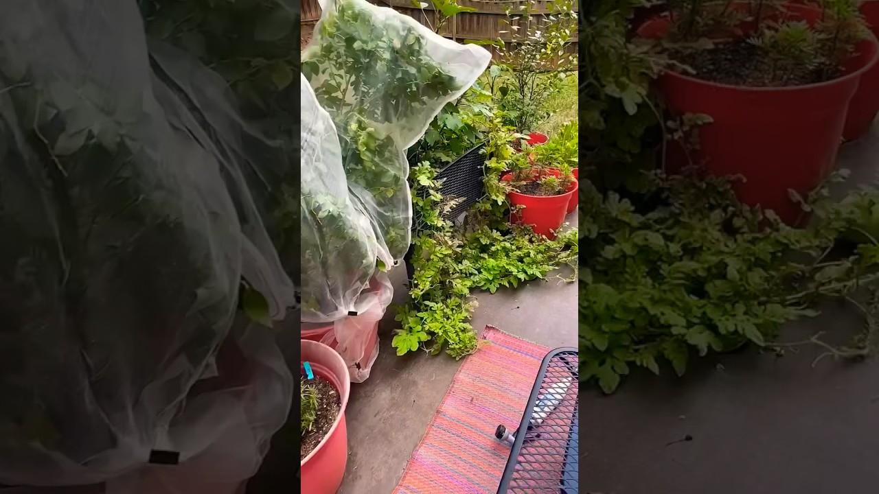 Easiest way to get rid of Spider Mites! #shorts