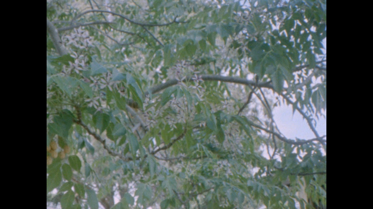 pentaflex 16mm Kodak 50D trees