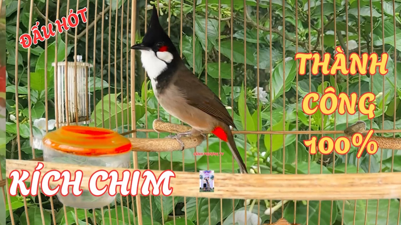 Chào Mào Hót - QUÁ ĐỈNH -má trắng học giọng nhanh căng lửa,luyện chào mào hót sáng ,chào mào hot hay