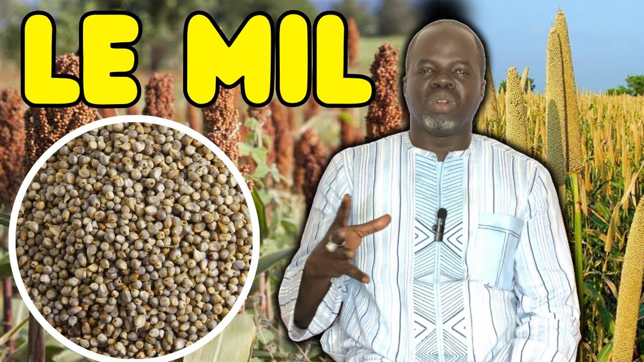 🍂 Secrets yi nékk si Dougoup : Les Vertus du Mil - Pr Ousmane Ndiaye - SAMA XALAAT TV