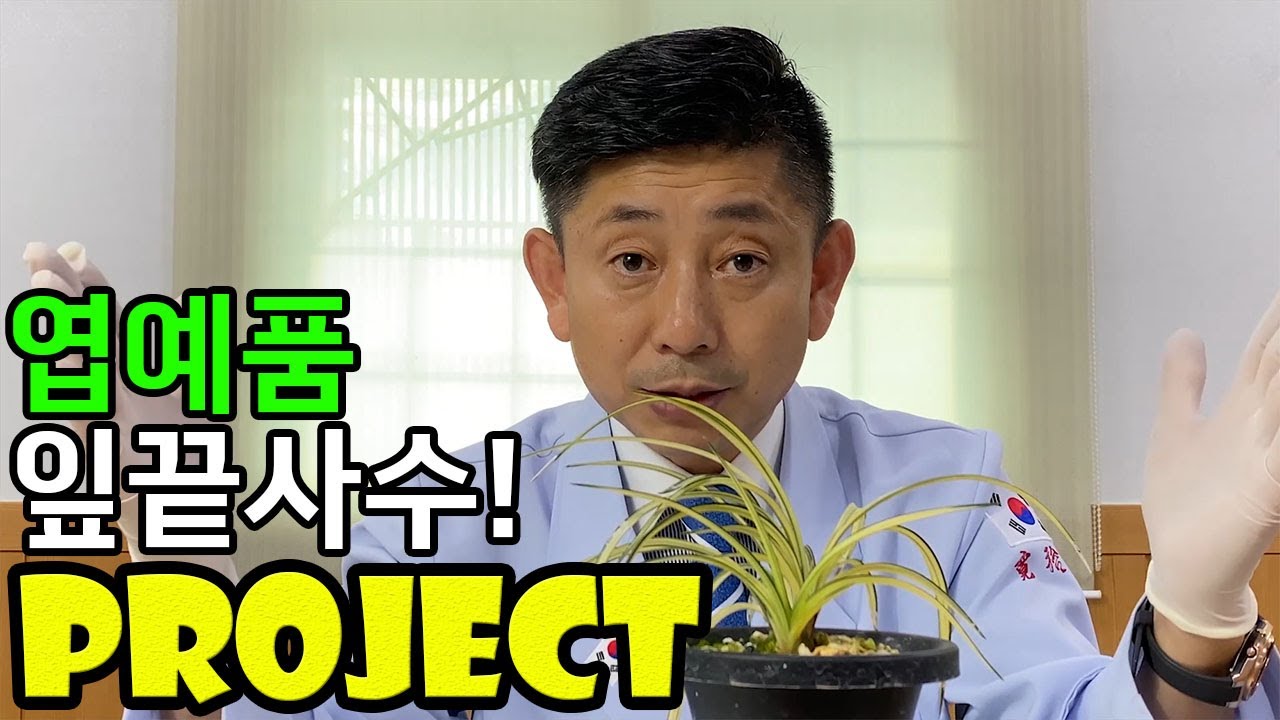 41편 잎 끝이 말라요!!!    [춘란,풍란,약초,명장,다육,난초,낚시,주식,재테크]