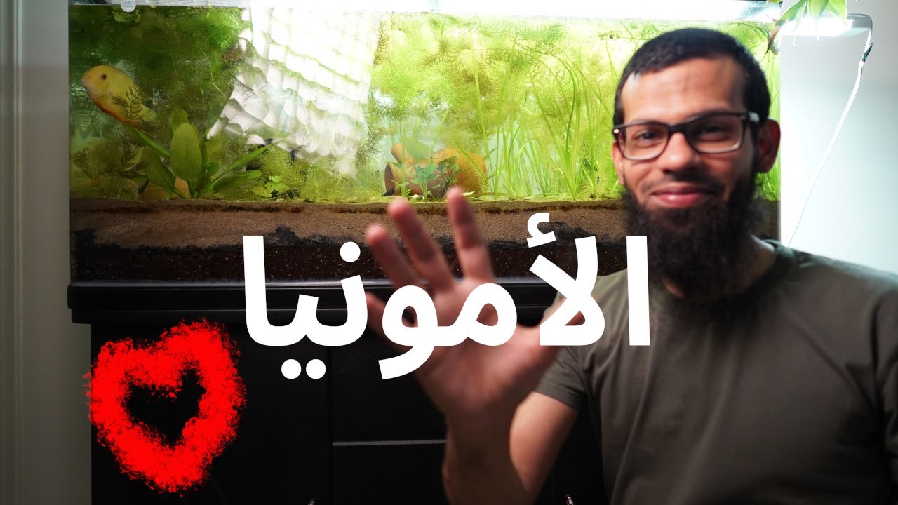 دورة الأمونيا في حوض السمك 🍃 | أساس نجاح أي Aquarium طبيعي!