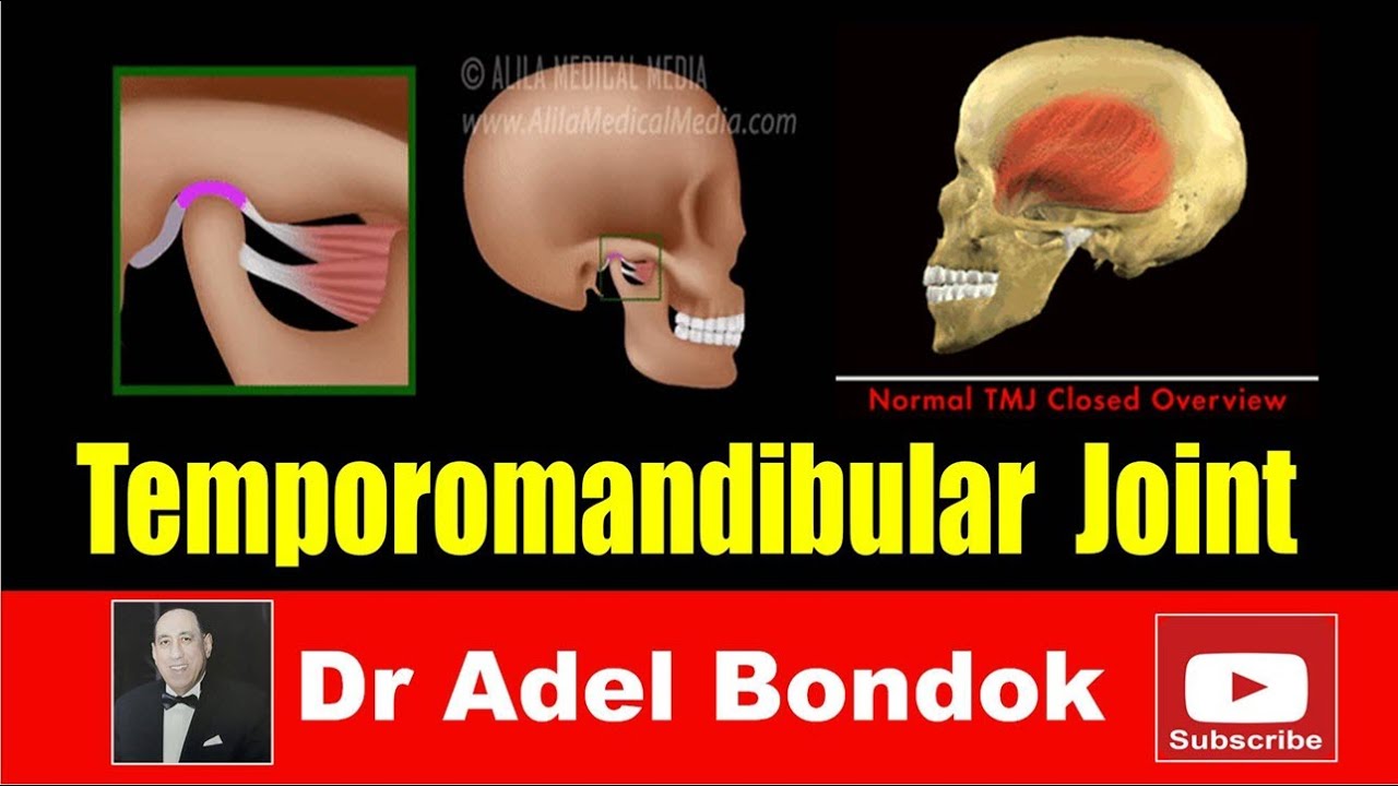 Temporomandibular Joint, Dr Adel Bondok