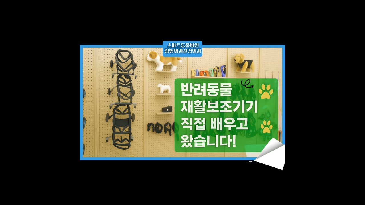 🤔 반려동물에게도 보조기기가 있다고요?! 우리가 직접 배워봤습니다!