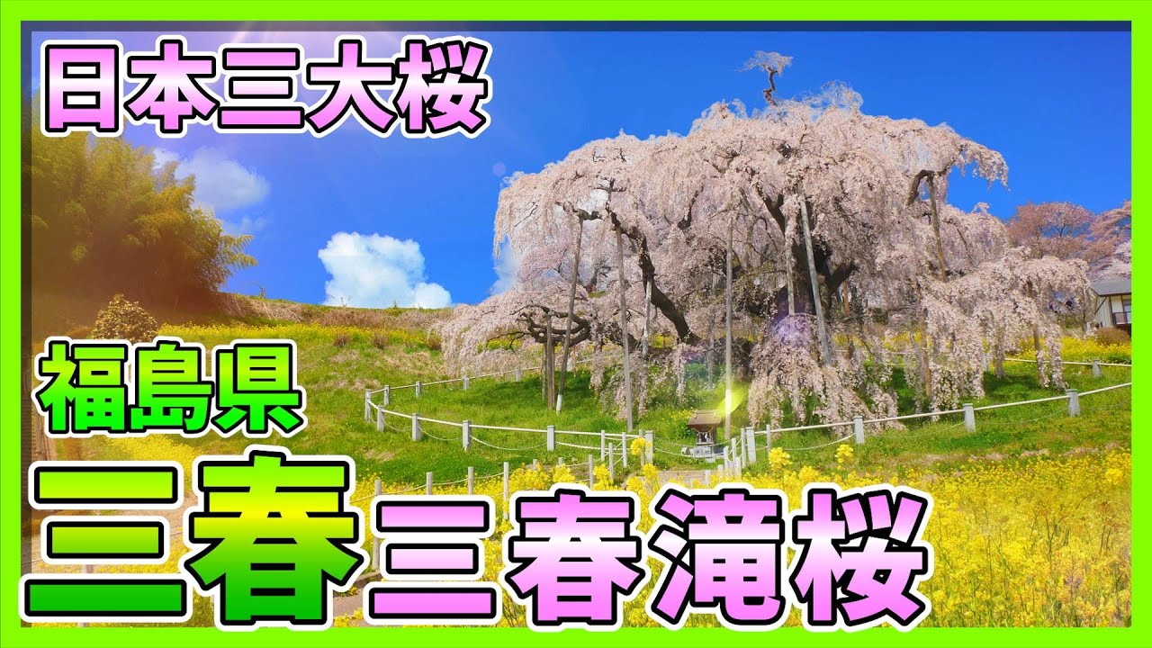 【三春】樹齢1000年超! 日本三大桜『三春滝桜』