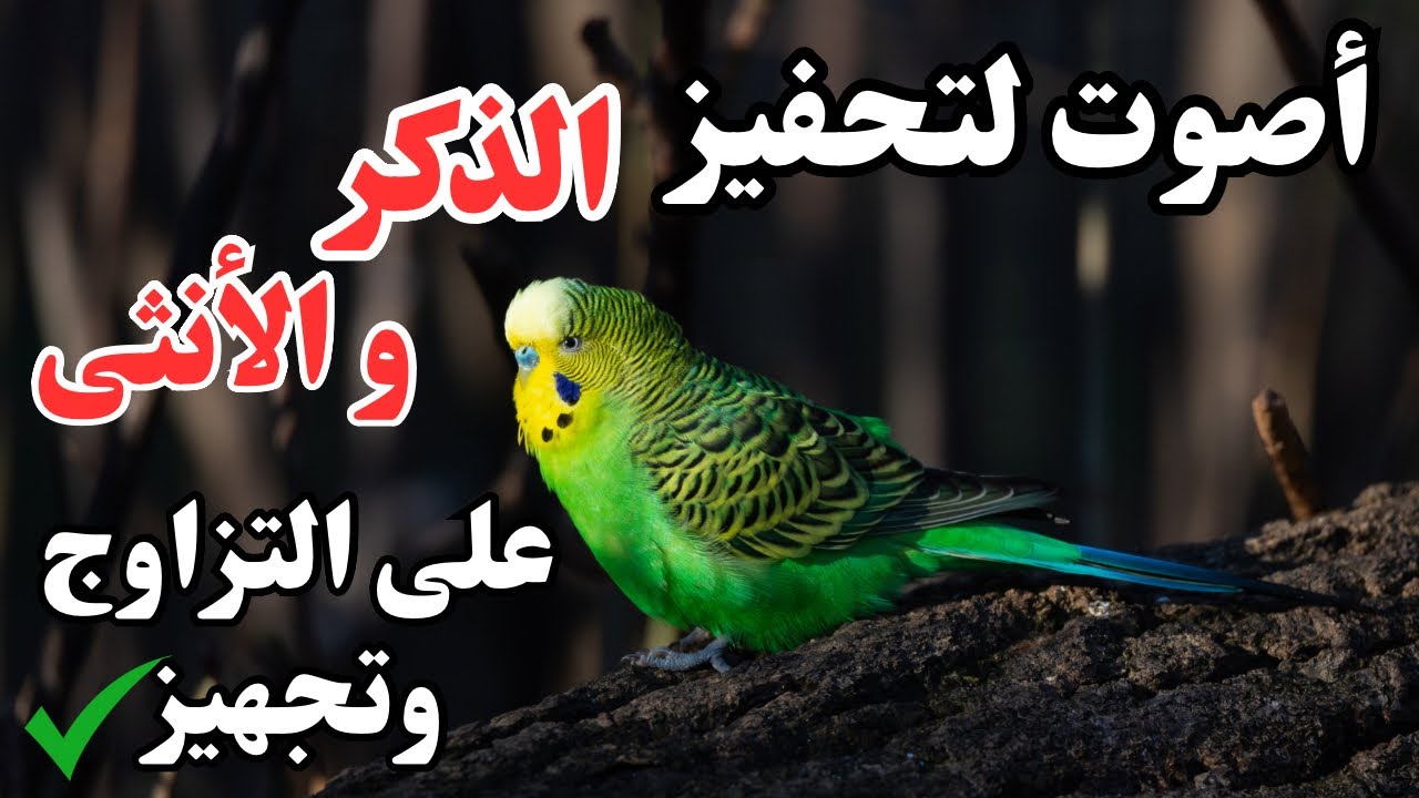 ساعة ونصف تغريد طيور البادجي يحفز على التزاوج #تحفيز_البادجي_على_التزاوج & #طيور_الحب