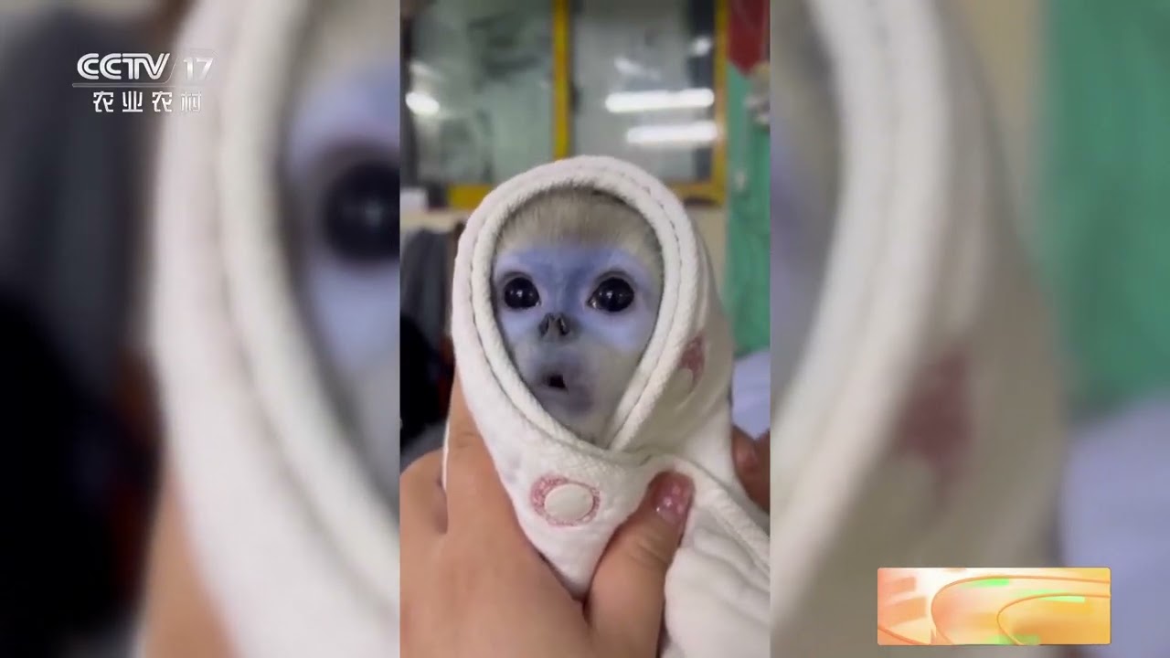 [中国三农报道]川金丝猴&ldquo;突突&rdquo;的生命奇迹|农业致富经 Agriculture And Farming