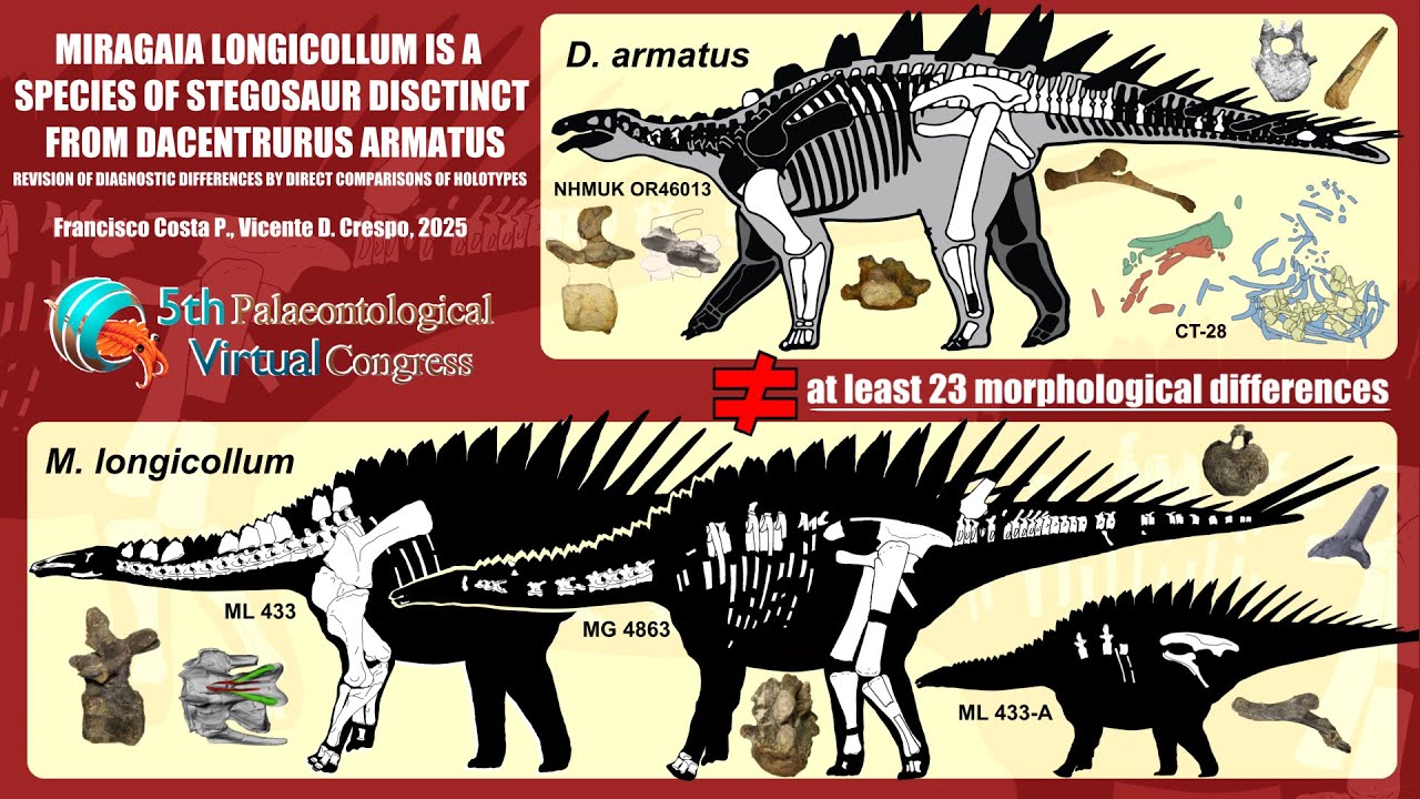 PVC25 The many differences of the stegosaur Miragaia longicollum from Dacentrurus armatus