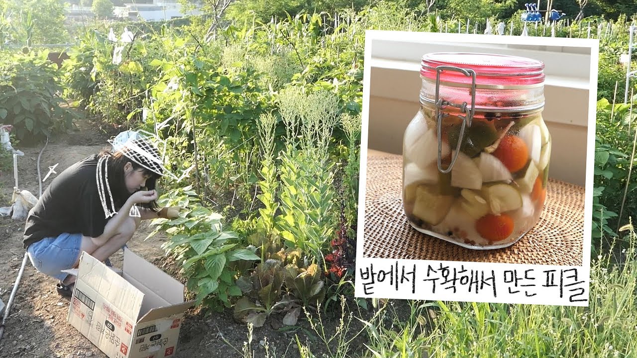 텃밭에서 수확한 채소로 피클 담그기! Making Garden Vegetables into Pickle !