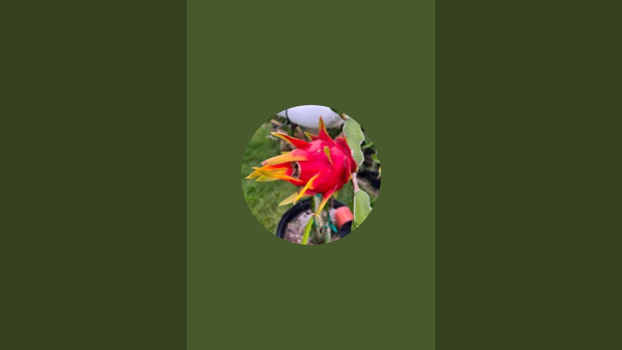 Terrace Gardening with Amar  is live!
