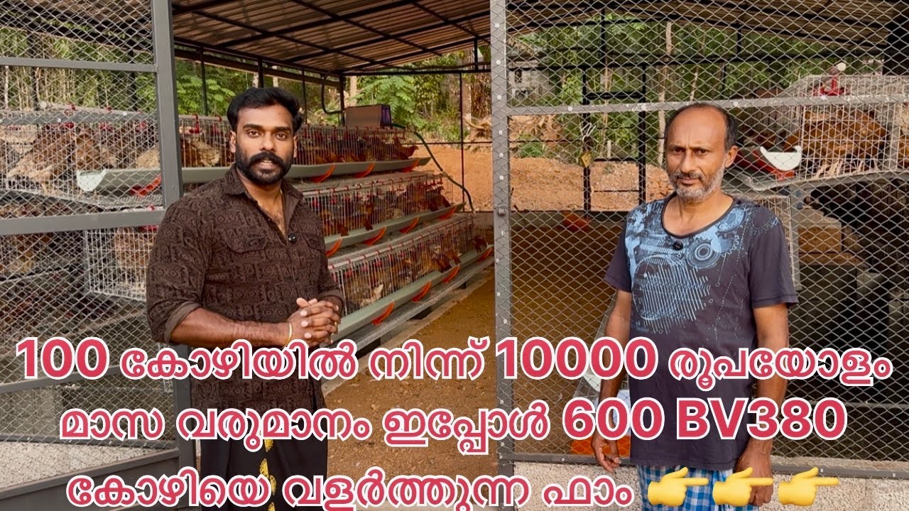 100 കോഴിയിൽ നിന്ന് 10000 രൂപയോളം മാസ വരുമാനം ഇപ്പോൾ 600 BV380 കോഴിയെ വളർത്തുന്ന ഫാം 👉👉👉