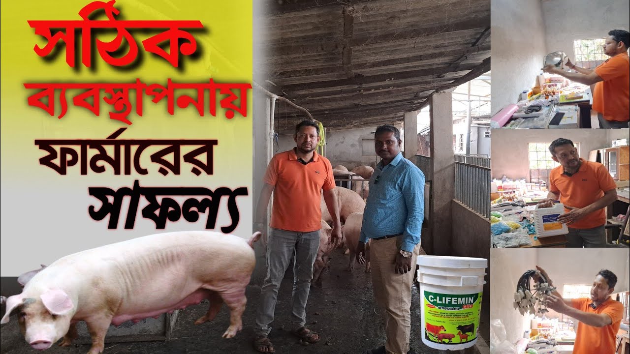 Pig farm management  in West Bengal/ শুকরের ফার্মের সঠিক ব্যবস্থাপনায় ও ফার্মের সাফল্য /