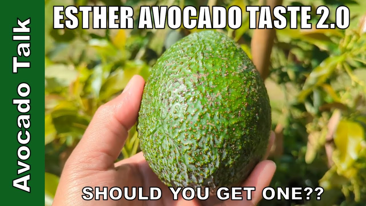 Should you get an Esther Avocado?🥑Avocado Talk🥑