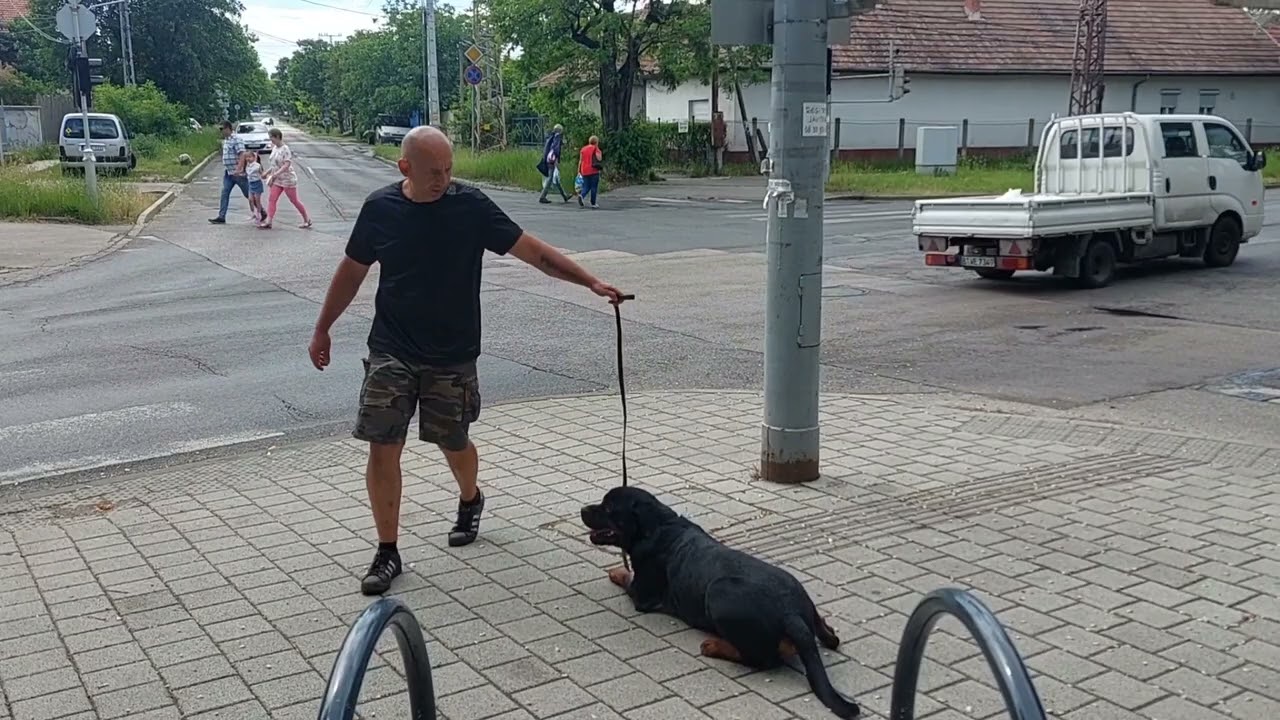 Rottweiler oktatás tanítás utcán