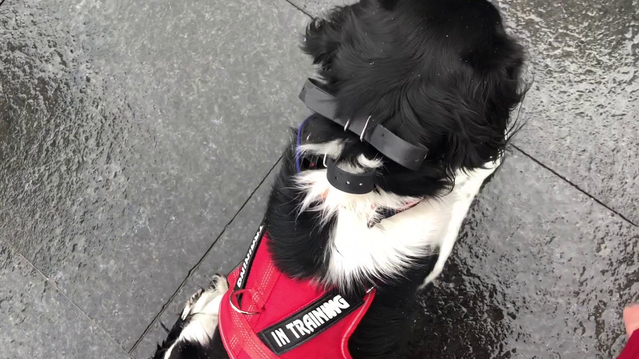 Amazing Transformation | Stabyhoun | Ruby | Cincinnati Dog Trainers Off Leash K9