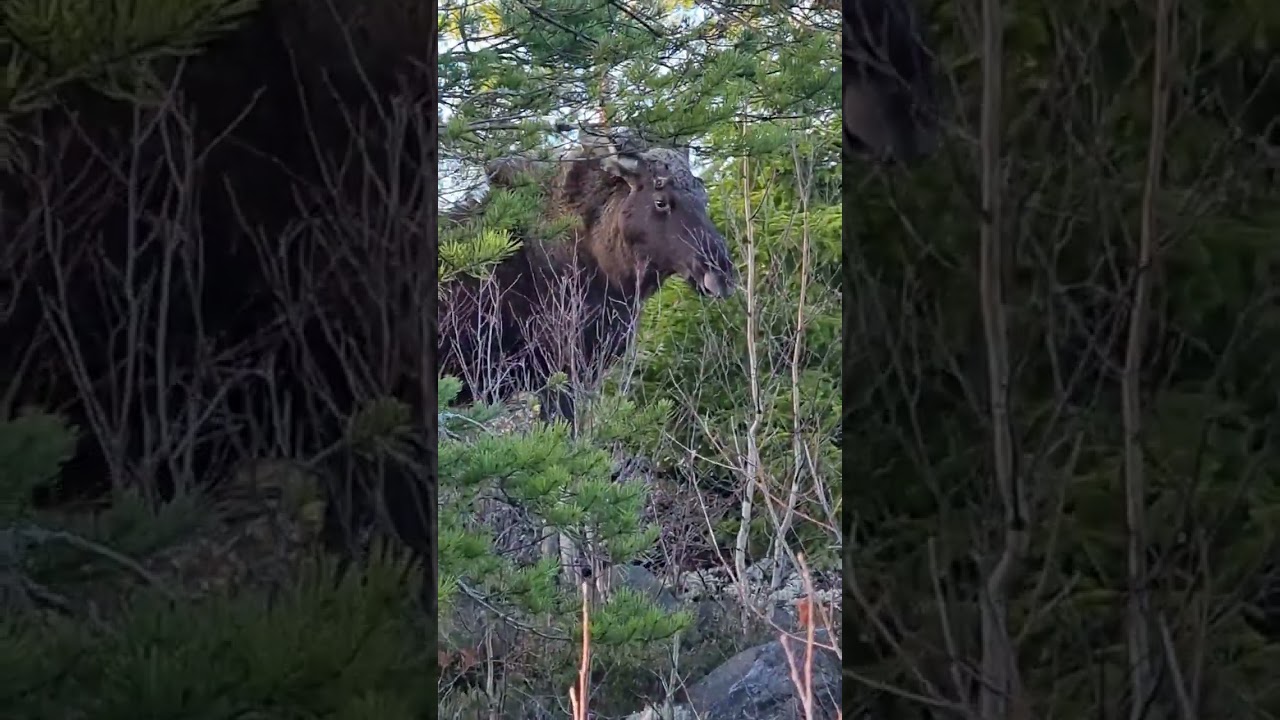 Älgjakt Finsjö