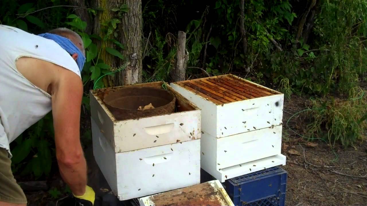 How to keep bees & Starting a new hive. Honeybee Swarm Trap Follow up.-BeeHive