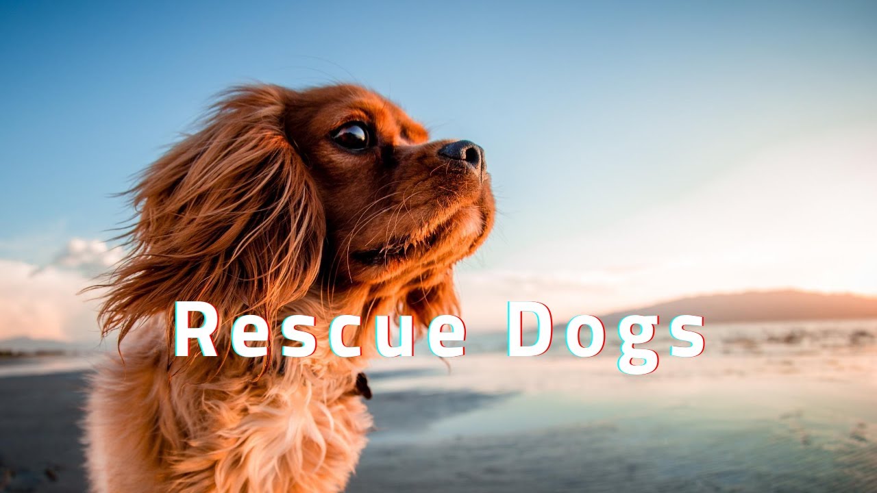 puppy mill rescue dogs transition to home life