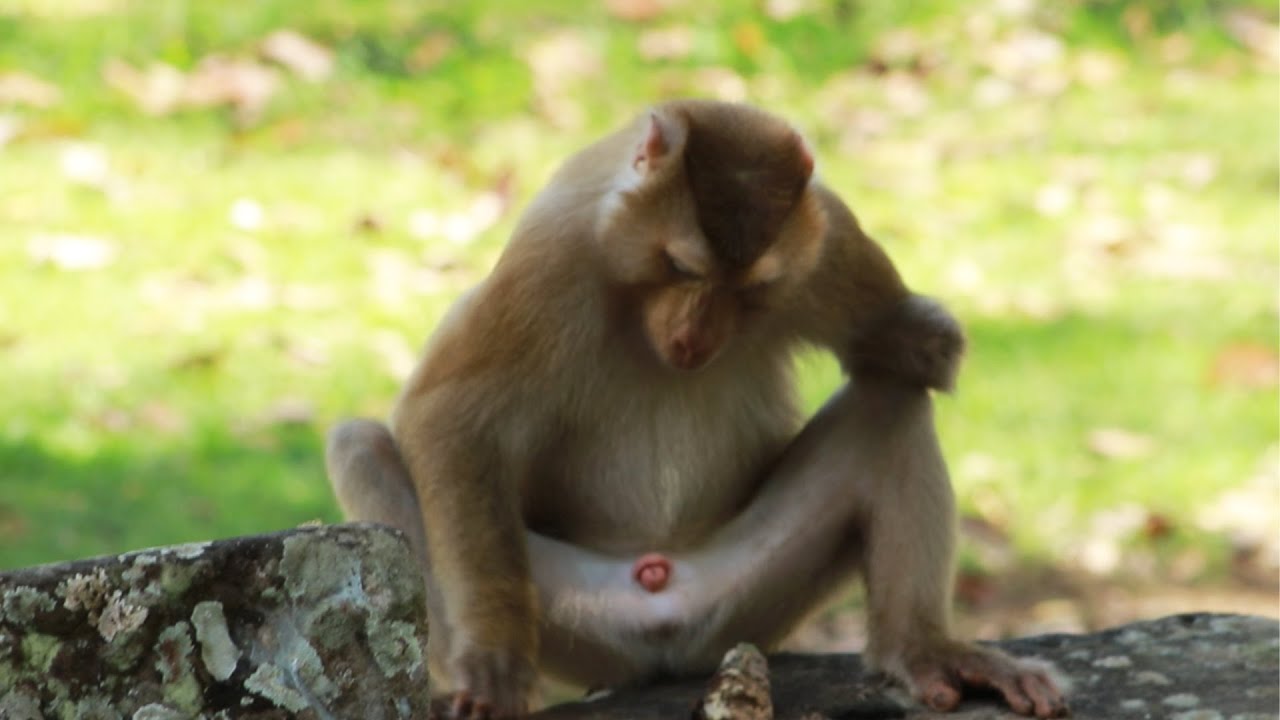Pongo or akot  run very fast To find food to eat  on  Nov 16,2022/VS..388. Amber Mk