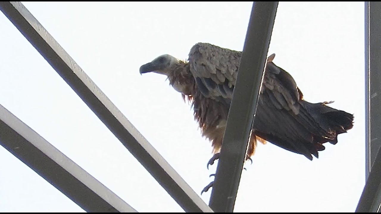 A GROUP OF 25 GRIFFON VULTURES roust in Bazel - Flanders / Gyps fulvus - Vale Gier / May 30, 2025
