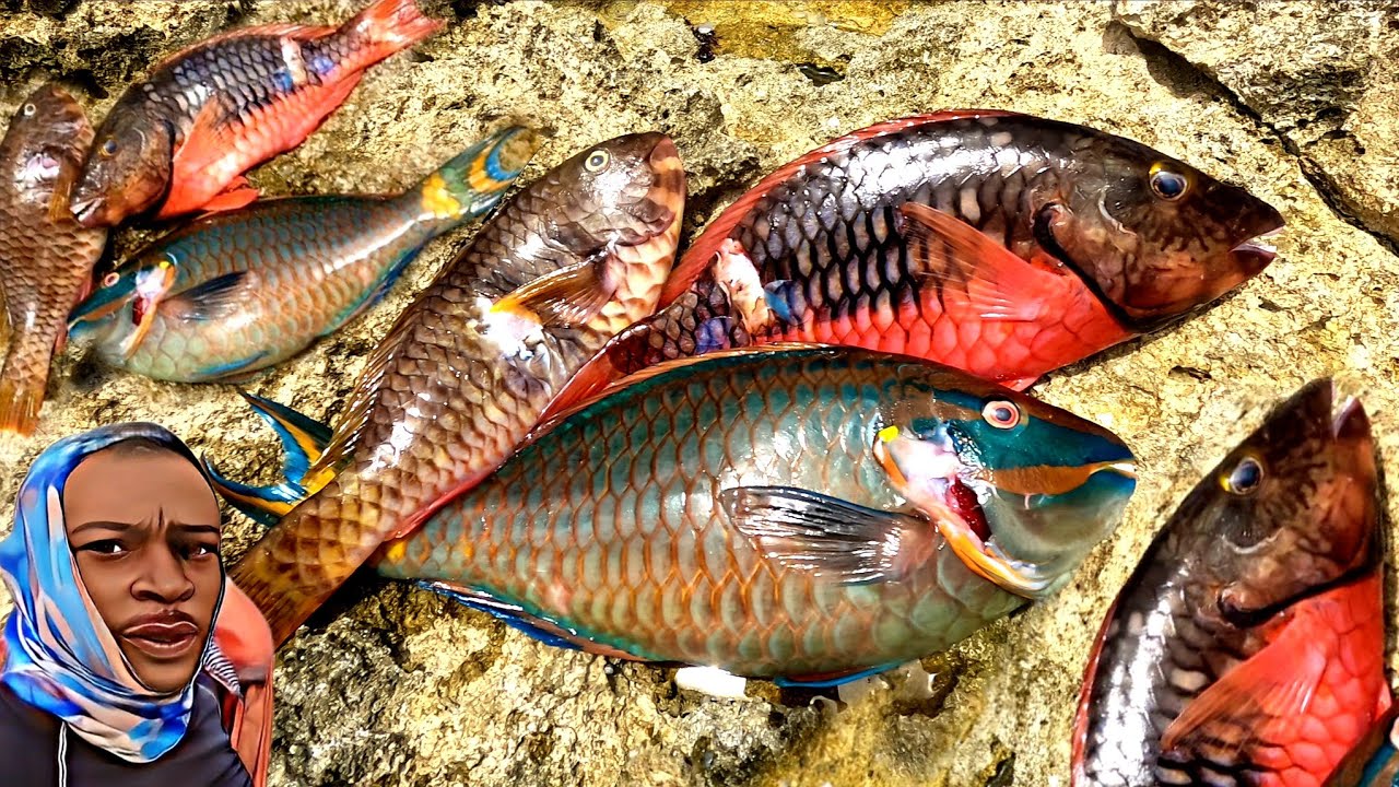 Crazy parrot fish action | must watch | Jamaicas most wanted!!