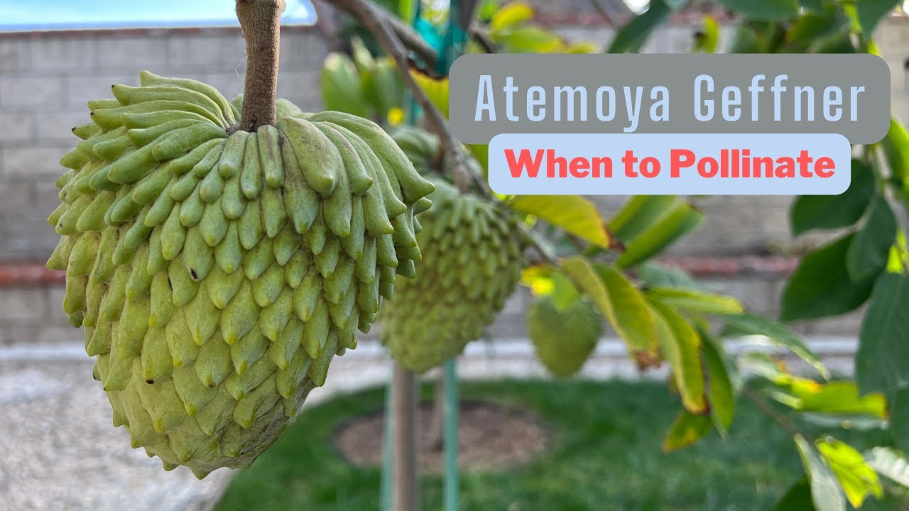 Atemoya Geffner - When to pollinate