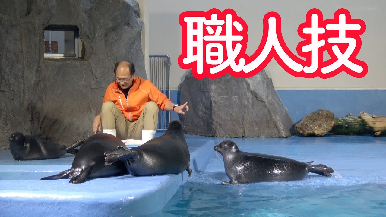 鳥羽水族館の話題の“おじさん飼育員”さんとバイカルアザラシの様子が何気にすごい!