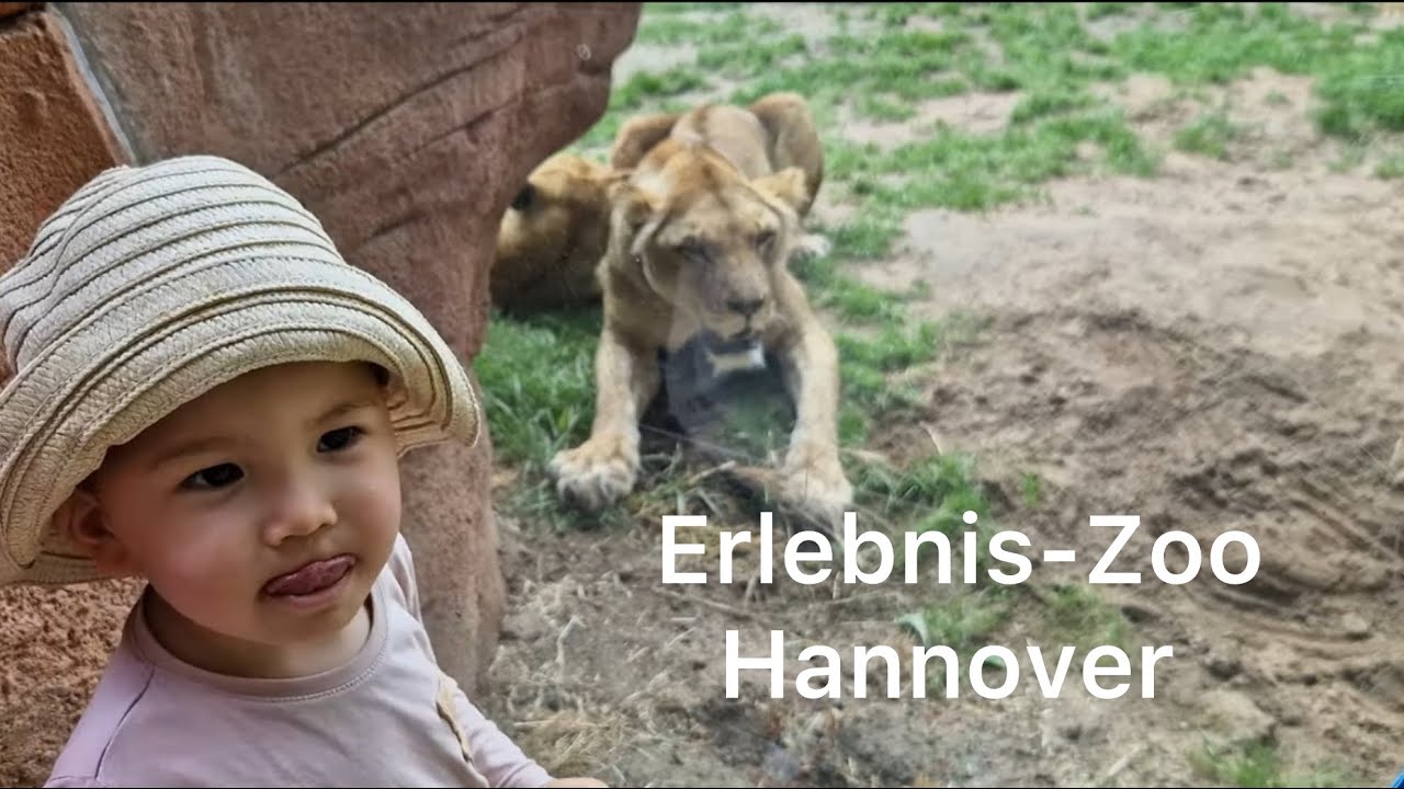 Erlebnis-Zoo Hannover 2024 4k🦧🦓🐫🐘🐆یک روز عالی در باغ وحش شهر هانوفر#hannover #zoo