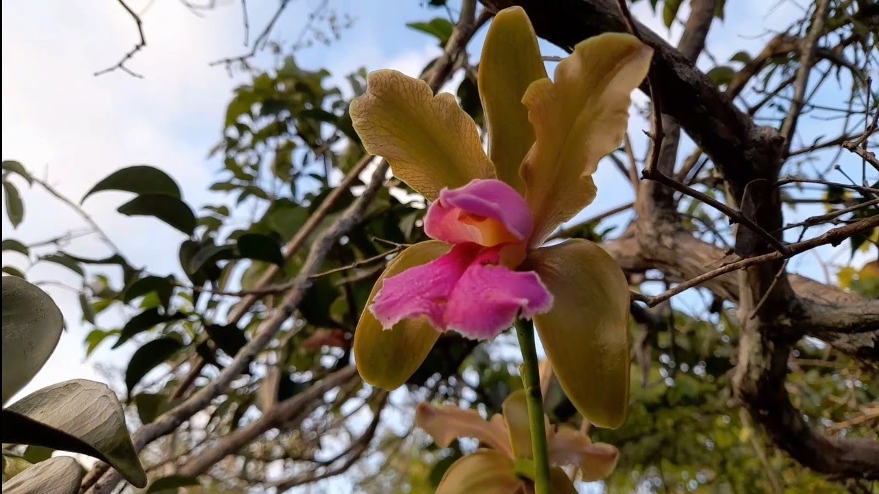 🟢UMA DAS ORQUÍDEA MAS BONITA EM FLORAÇÃO NA NATUREZA E SUAS VARIAÇÕES! # natureza #cattleya #habitat